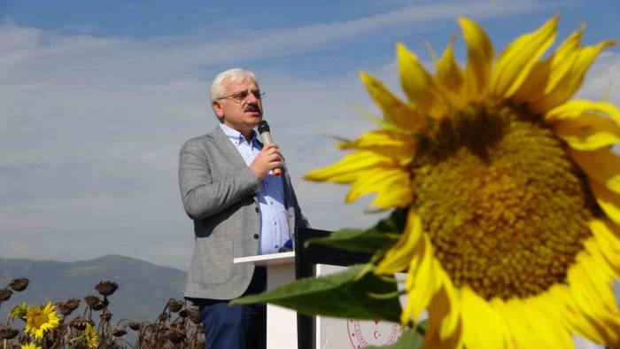 Bolu’nun Yeni Gözdesi ‘Yağlık Ayçiçeği’, 3 Yılda Üretim 2 Katına Çıktı