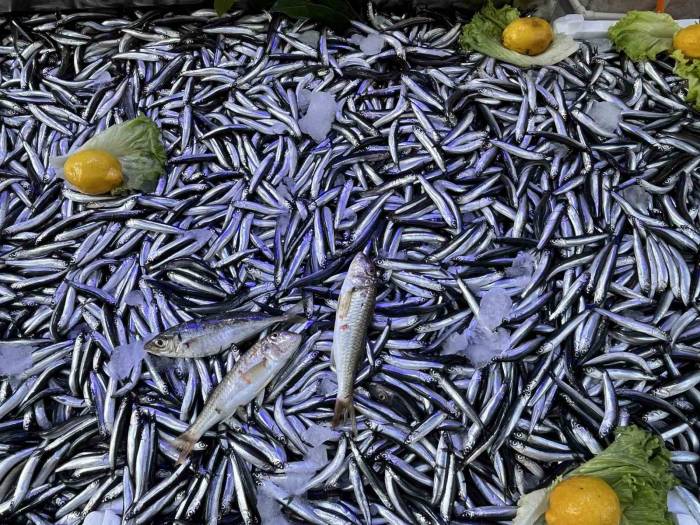 Sinop’ta Hamsi Bereketi: Kilosu 50 Lira