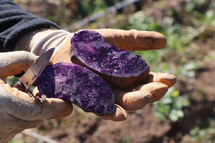 Mor Şifa Hasadı Başladı