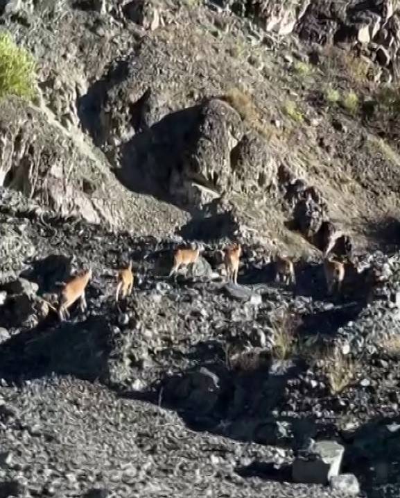 Dağların Cambazları Böyle Görüntülendi