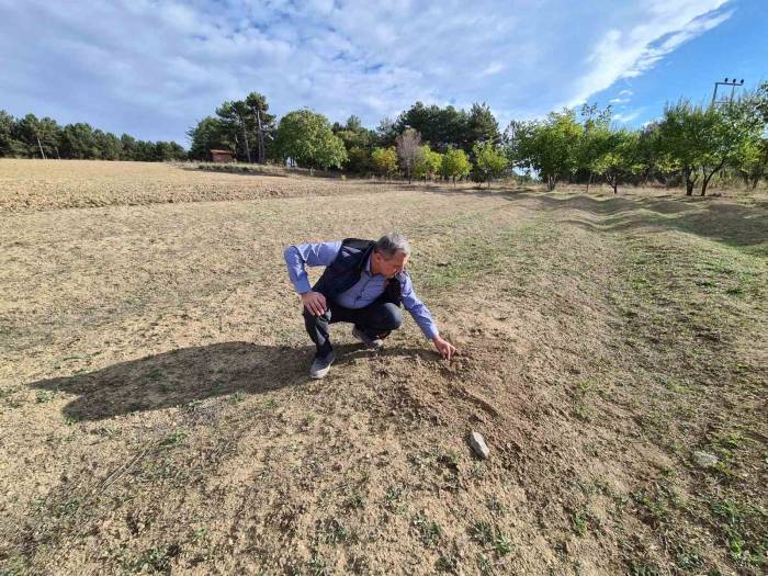 Kurak Hava Safranı Da Vurdu