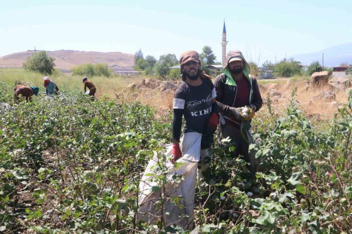 Depremzede Tarım İşçilerinin Zorlu Pamuk Mesaisi