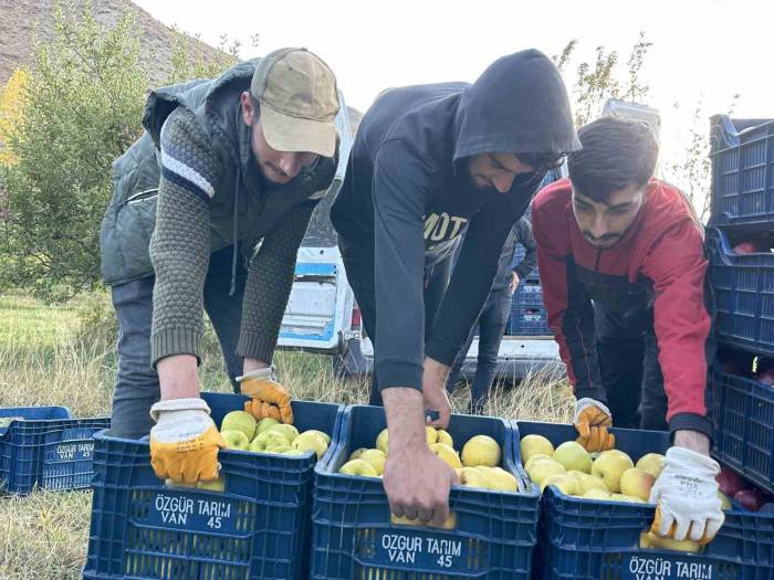 30 Yıl Önce İran’dan Getirdiği Meyve Ağaçlarından Ton Ton Ürün Alıyor