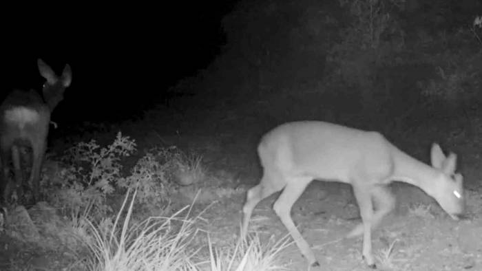 Kırıkkale’deki Yaban Hayatı Fotokapanlara Yansıdı
