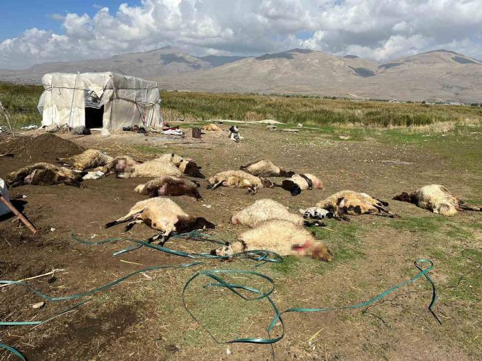 Muradiye’de 40 Küçükbaş Hayvan Telef Oldu