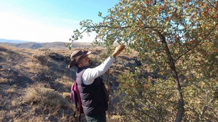 Şifa Deposu Alıç Meyvesine Rağbet Arttı