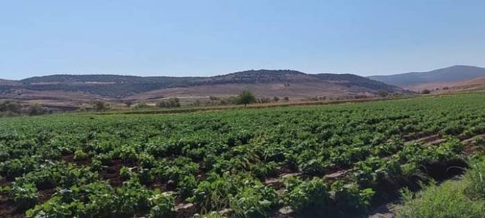 Çermik’te İkinci Ürün Tarımına Yoğun İlgi