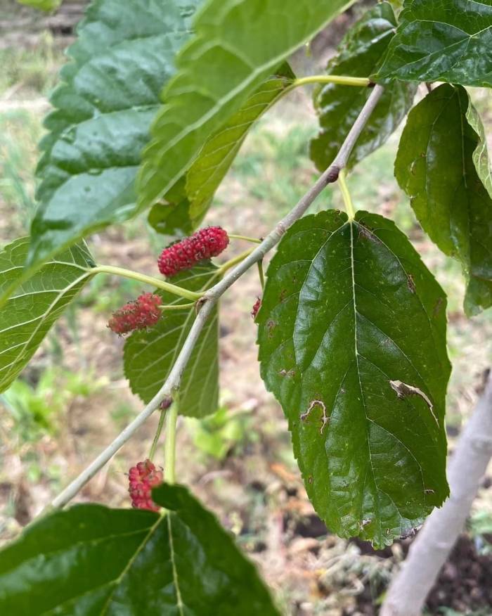 Elazığ’da Ağaçlar Da Şaşırdı: Sonbaharda Dut Ağacı İkinci Kez Meyve Verdi