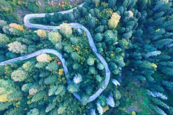 Gümüşhane’nin Örümcek Ormanları Sonbaharın Büyüsüne Kapıldı