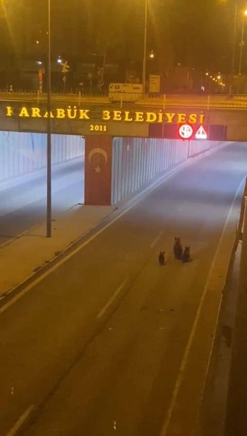 Aç Kalan Ayı Yavrularıyla Şehre İndi