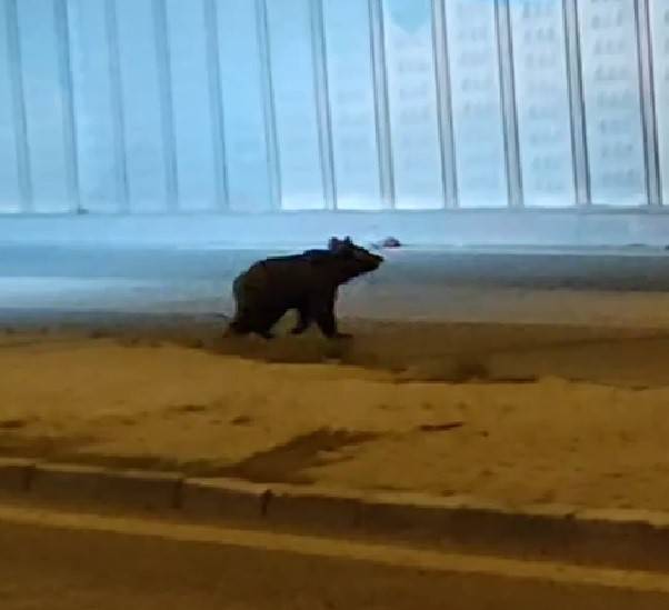 Karabük’te İş Hanına Giren Ayı Esnafa Saldırdı