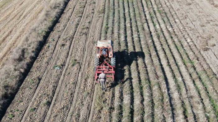 Kastamonu’da Hasadı Yapılan Patatesin Fiyatı Çiftçilerin Yüzünü Güldürüyor