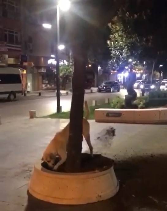 Kazılan Topraklar Ekipleri Harekete Geçirmişti, Bakın Altından Kim Çıktı