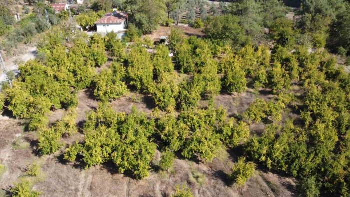 Tescilli Kuytucak Narında Hasat Başladı