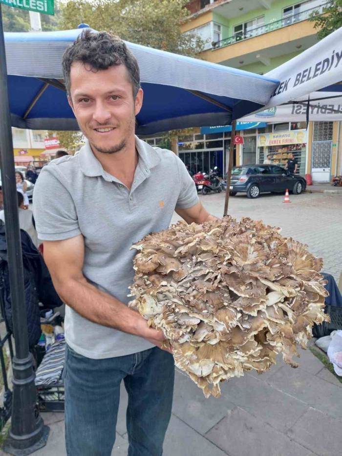 Kestaneye Niyet, Mantara Kısmet: 17 Kiloluk Dev Mantar Buldu