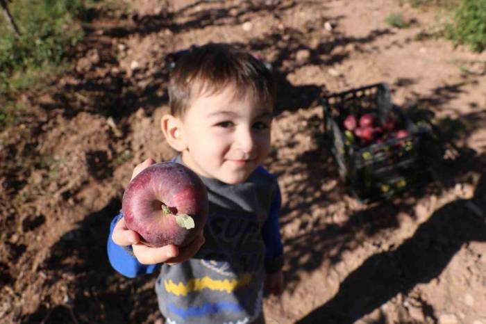 Yapılamaz Denileni Yaptı, 4 Yılın Ardından Hasada Başladı