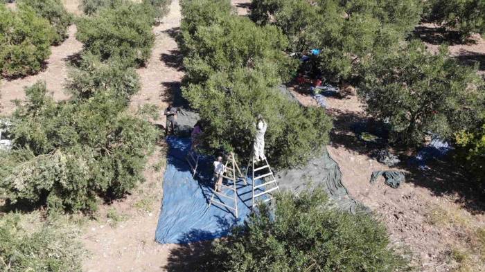 Zeytinde Rekolte Düşük, Fiyatlar Şişkin