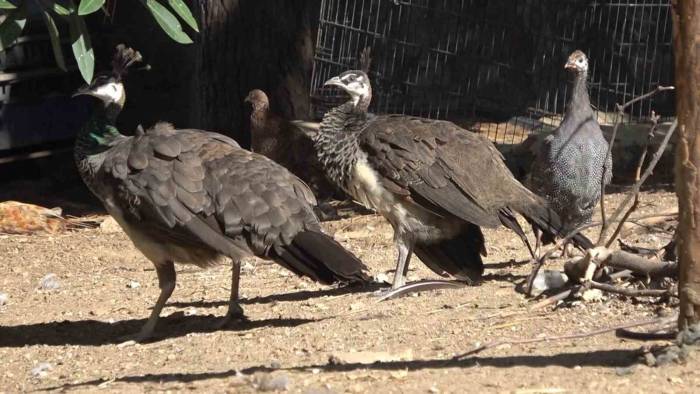 Kendini Tavus Kuşu Sanıyor