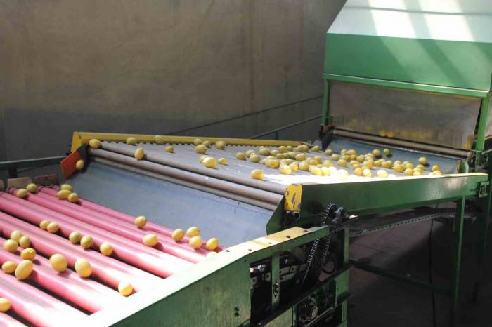 Almanya’nın Limonu Kozan’dan