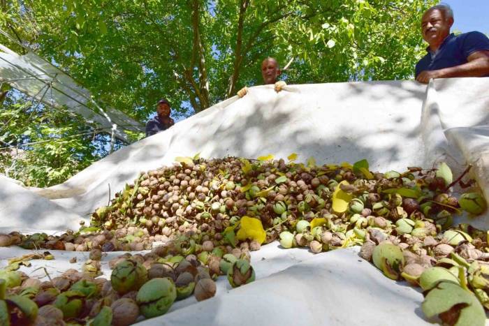 Dünyaca Ünlü Adilcevaz Cevizinin Hasadı Devam Ediyor