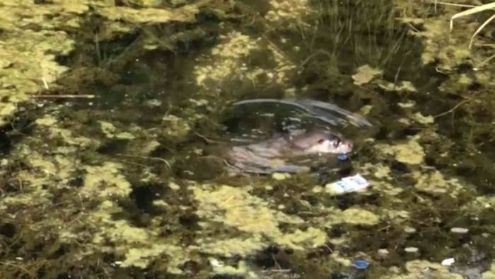 Nesli Tükenme Tehdidine Yakın Olan Su Samuru Gölcük’te Görüntülendi