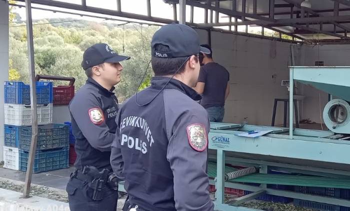 Zeytin Bahçelerinde Polis Göz Açtırmıyor