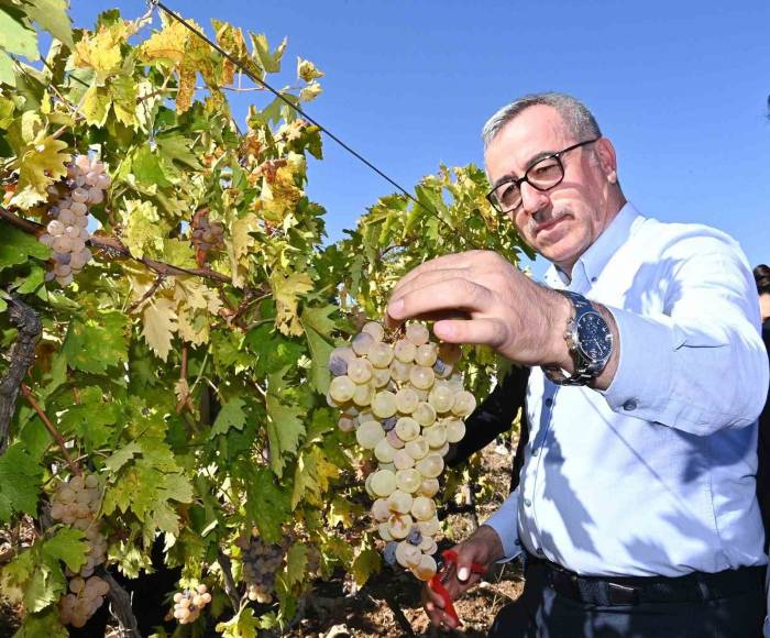 Başkan Güngör; “Bertiz Kabarcık Üzümü’nün Coğrafi Tescilini Aldık”
