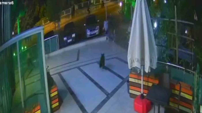 Çocuğunu Ayıdan Böyle Kurtardı