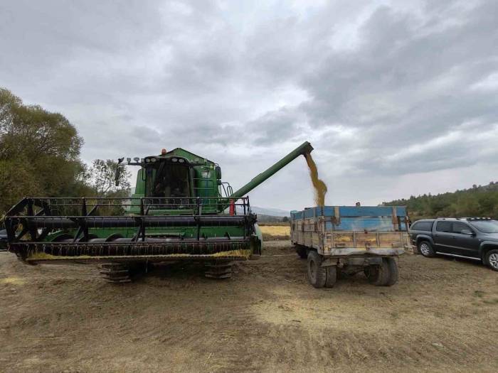 Kastamonu’da Çeltik Hasadı Devam Ediyor