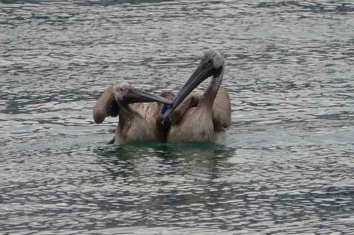 İki Pelikan Oltaya Takıldı, Yaşam Mücadelesi Verirken Balıkçılar Kurtardı
