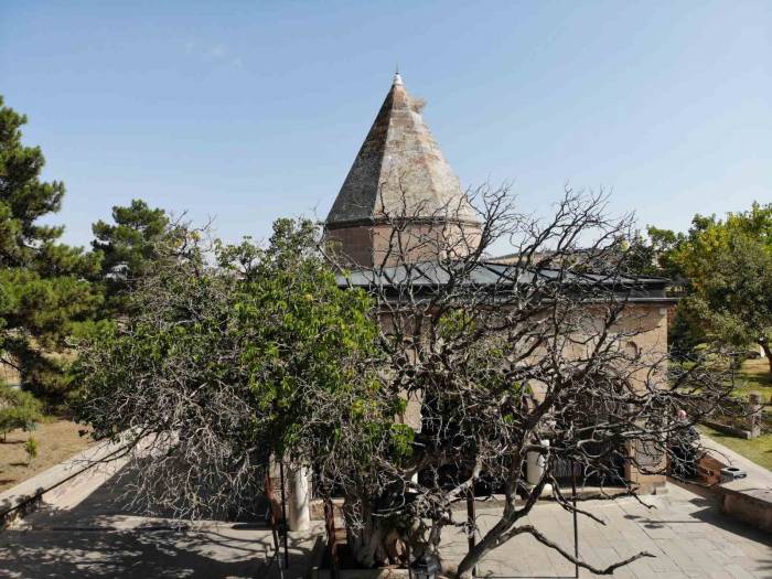 Nevşehir’de 700 Yaşındaki Dut Ağacı, Zamana Meydan Okuyor