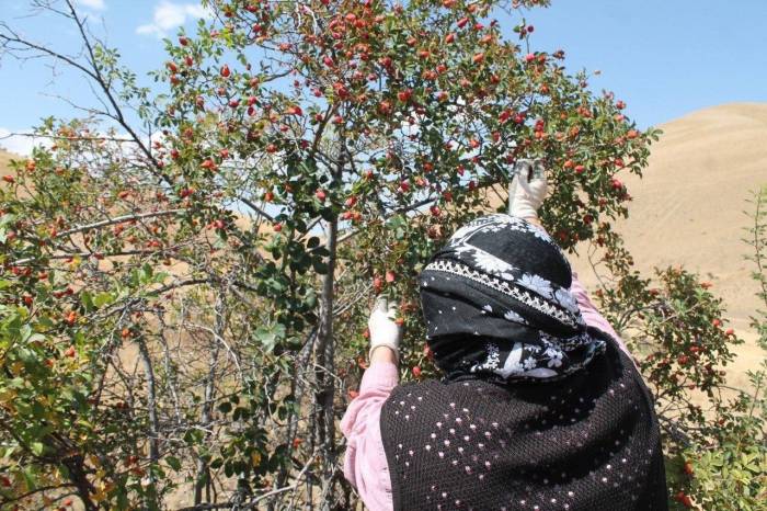 Bin Derde Deva Kuşburnunun Zor Mesaisi