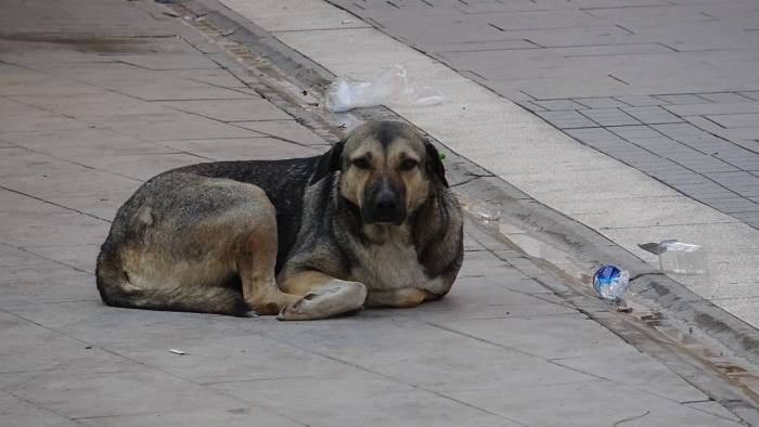 Kızıltepe Belediyesi Vatandaşın Sokak Köpeği Şikayetine Duyarsız Kaldı