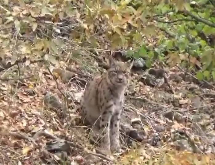 Kırmızı Listedeki Vaşak Dağ Keçisi Avlarken Görüntülendi