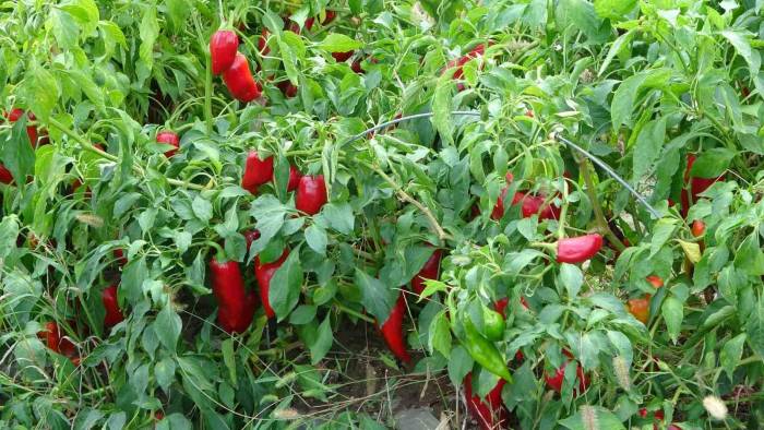 Salçalık Biber 5 Tl’ye Kadar Düştü