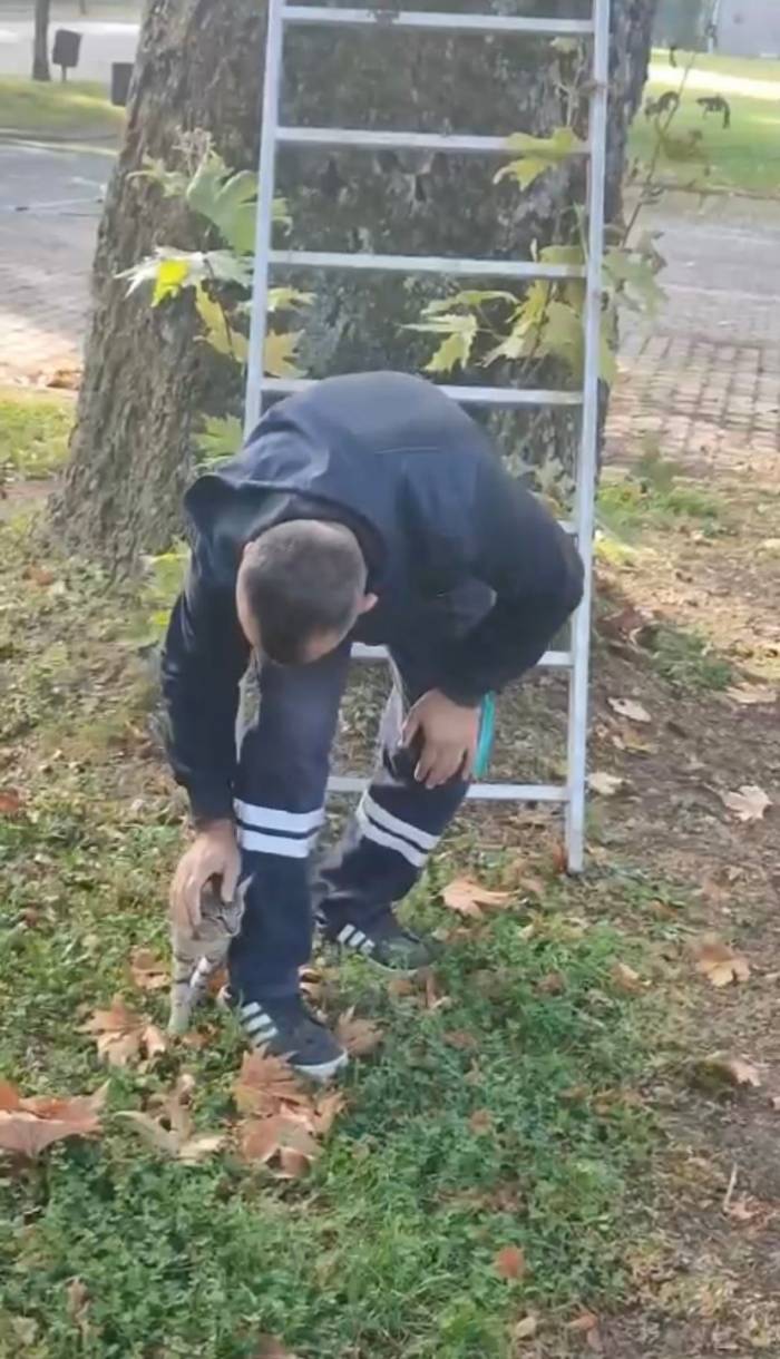 Ağaçta Mahsur Kalan Kediyi Ekipler Kurtardı