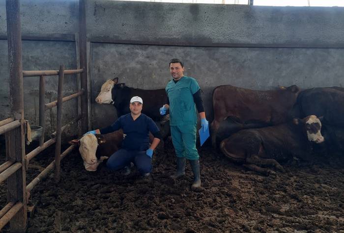 Çan’a Gelen İthal Hayvanların Kontrolleri Yapılıyor