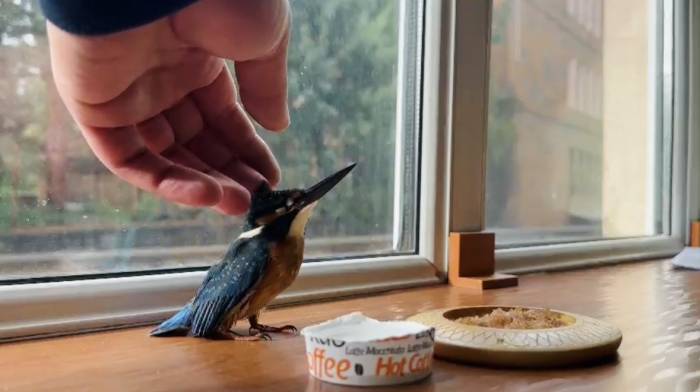 Yalıçapkını, Tatvan’da Bitkin Halde Bulundu