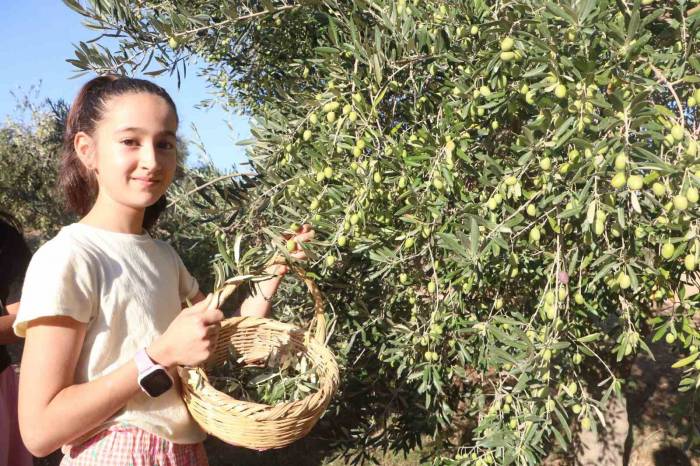 Enkaz Kentte Zeytin Hasadı Buruk Başladı
