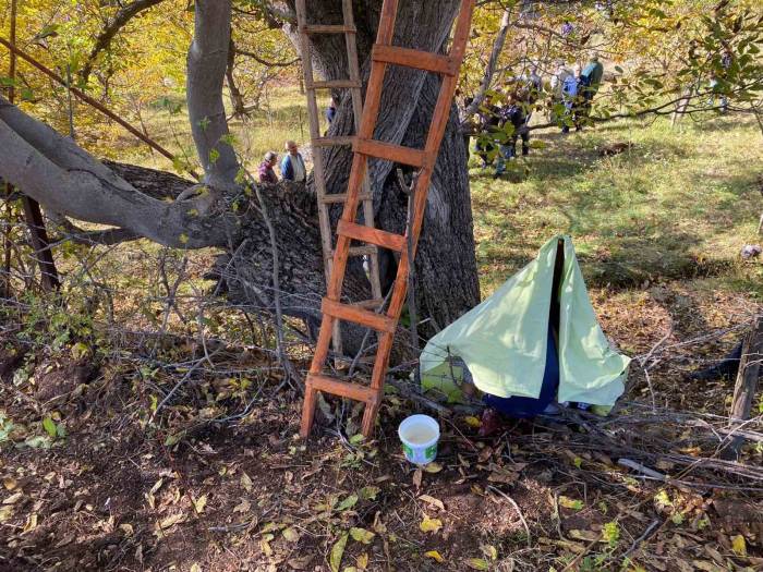Gümüşhane’de Ceviz Ağacından Düşen Adam Demire Saplanarak Hayatını Kaybetti