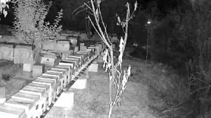 Arı Kovanlarını Parçalayan Ayı Kamerada