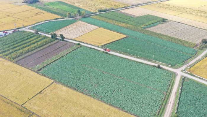 Kışlık Sebzeler Hasat İçin Gün Sayıyor