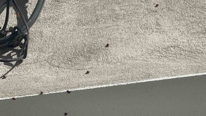 İlçe Tarım Müdürü Uğur Böcekleri İle İlgili Açıklamada Bulundu