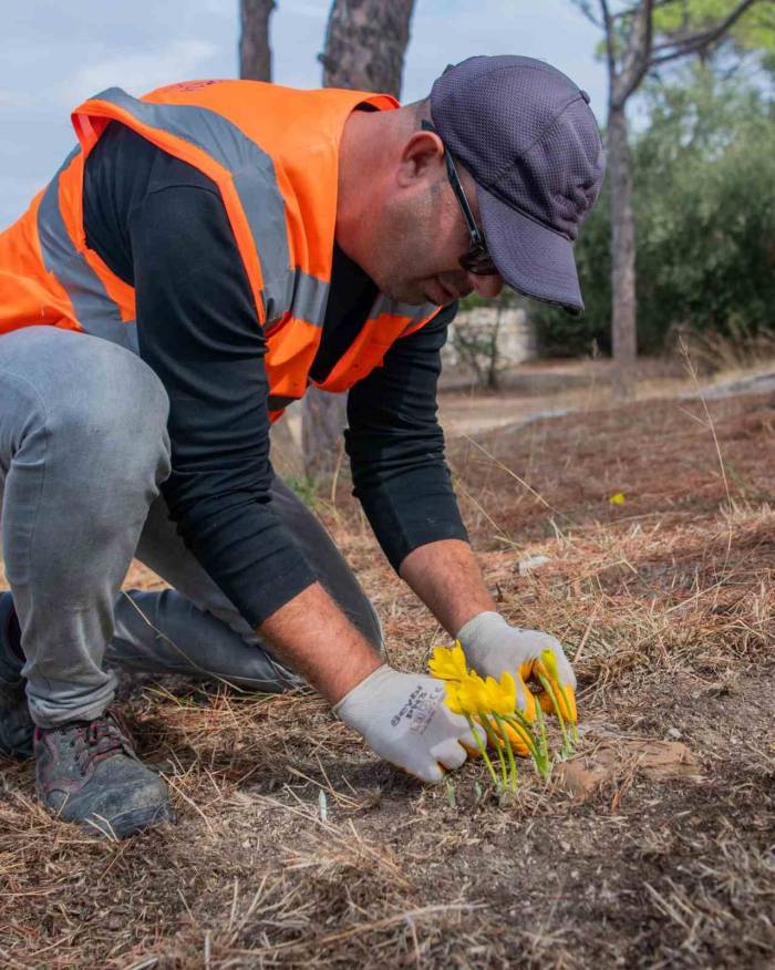 Kuşadası Belediyesi ’sarı Çiğdem Çiçeği’ni Koruma Altına Aldı