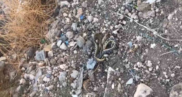 Şanlıurfa’da Yılan Operasyonu