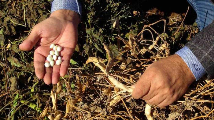 Şiddetli Yağmur Kuru Fasulyeyi Vurdu