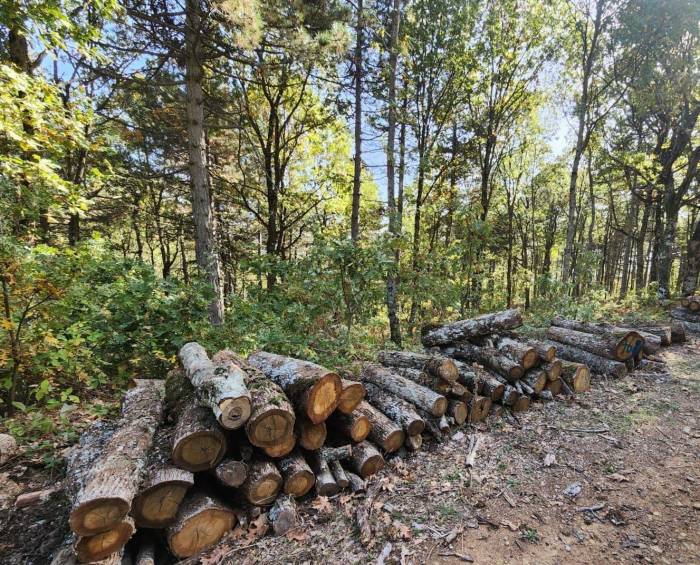 Bayramiç’te Meşe Ağaçlarını Çalan 3 Şüpheli Tutuklandı