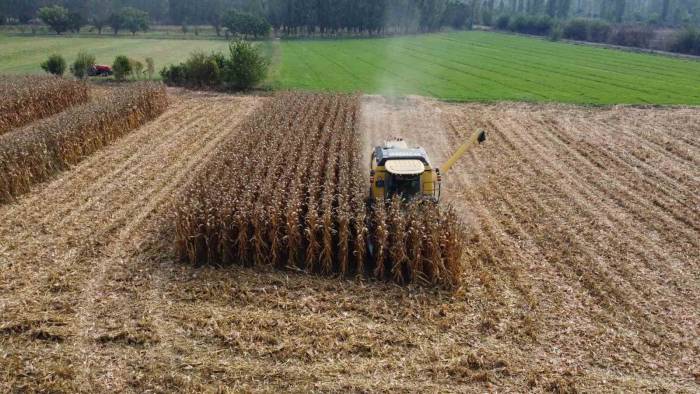 Iğdır’da Dane Mısır Hasadı Başladı