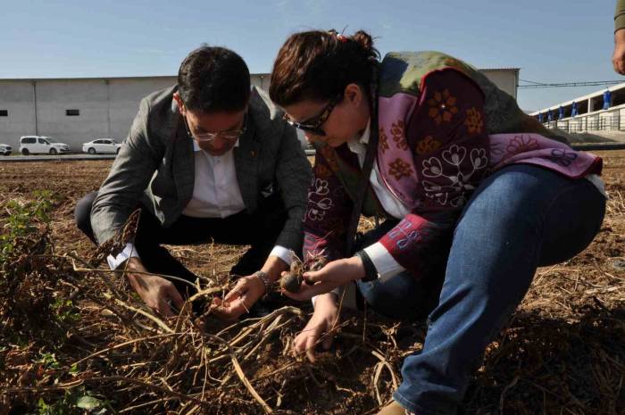 Etb’den Mor Patates İlgisi