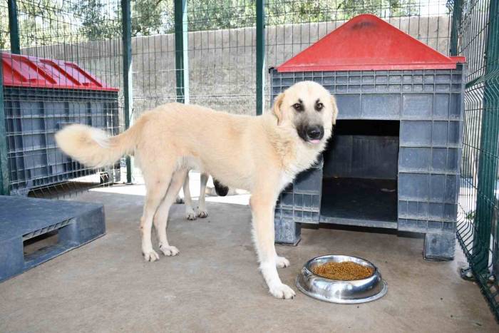 İznik’teki Sokak Hayvanları İçin Tam Teşekküllü Merkez
